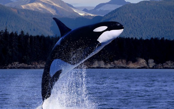 Orca-orca-whales-35737362-1600-1000